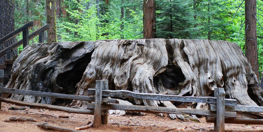 Calaveras Big Trees State Park