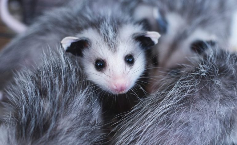 Possum Control Services