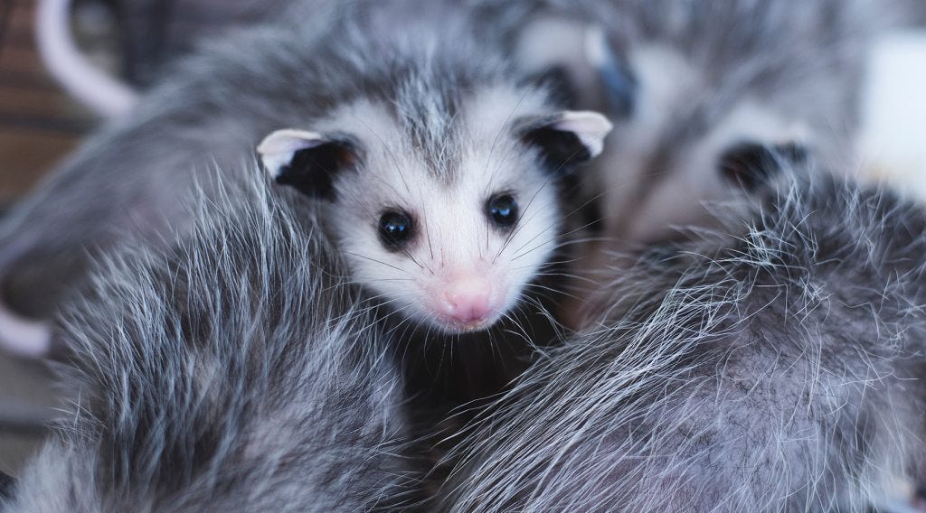 Professional Possum Control Services: What to Expect